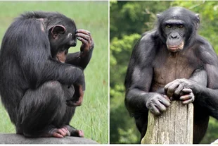 ¿Eres más chimpancé o bonobo? Las 6 diferencias